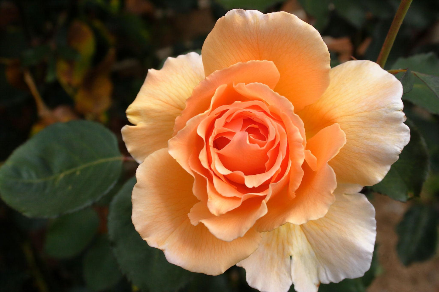 Rosa ‘Just Joey’ (Just Joey Standard Hybrid Tea Rose)