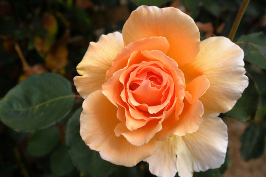 Rosa ‘Just Joey’ (Just Joey Standard Hybrid Tea Rose)
