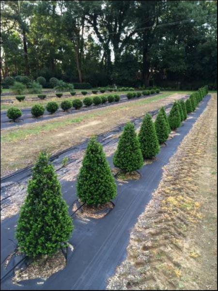 Buxus Microphylla ‘Faulkner’ (Faulkner Japanese Box Topiary Cones)