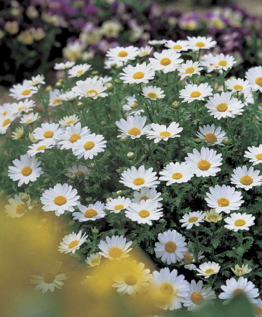 Mauranthemum Paludosum ‘Snowland’ (Snowland Annual Marguerite)