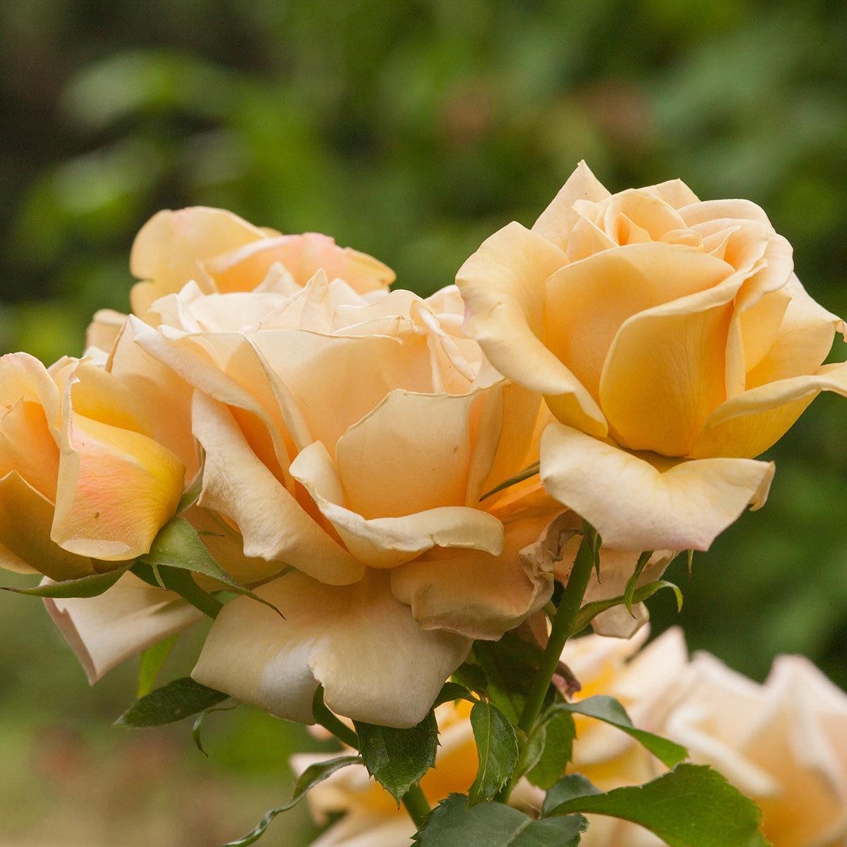 Rosa 'Honey Dijon' (Honey Dijon Grandiflora Rose)
