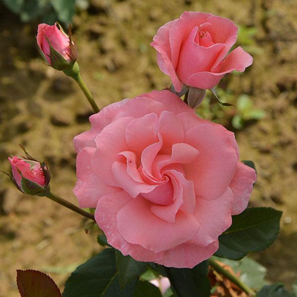 Rosa 'Queen Elizabeth' (Queen Elizabeth Grandiflora Rose)