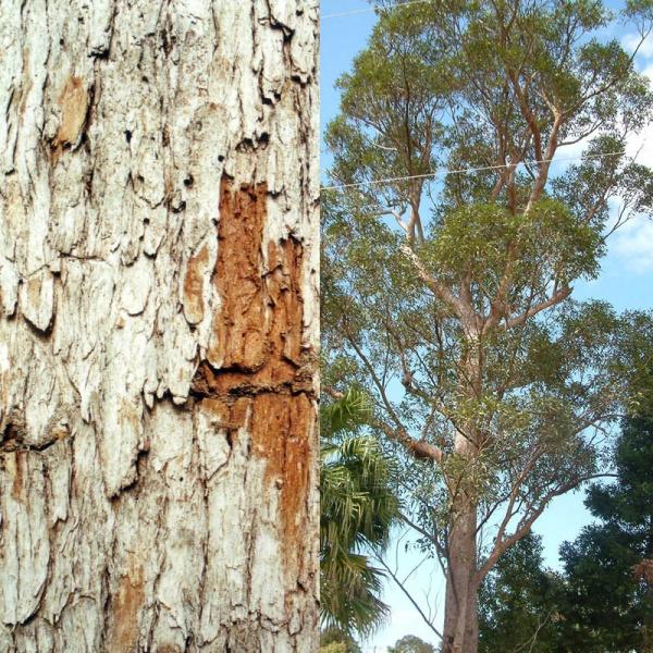 Eucalyptus Resinifera (Red Mahogany)