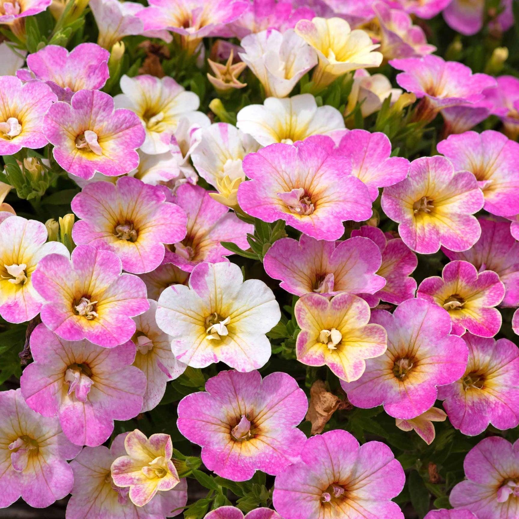 Calibrachoa MiniFamous 'Fancy Fancy' (Fancy Fancy Calibrachoa)