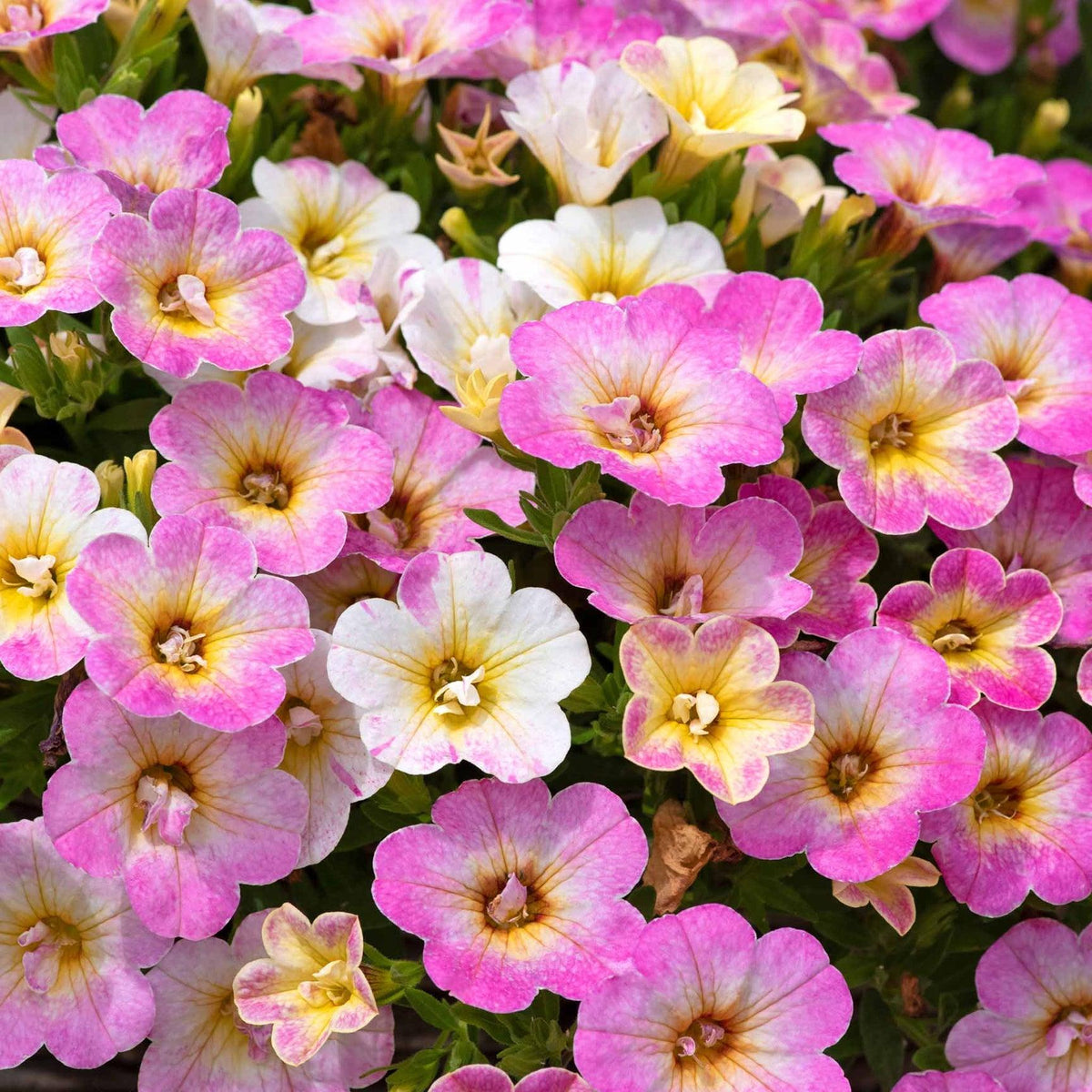 Calibrachoa MiniFamous 'Fancy Fancy' (Fancy Fancy Calibrachoa)