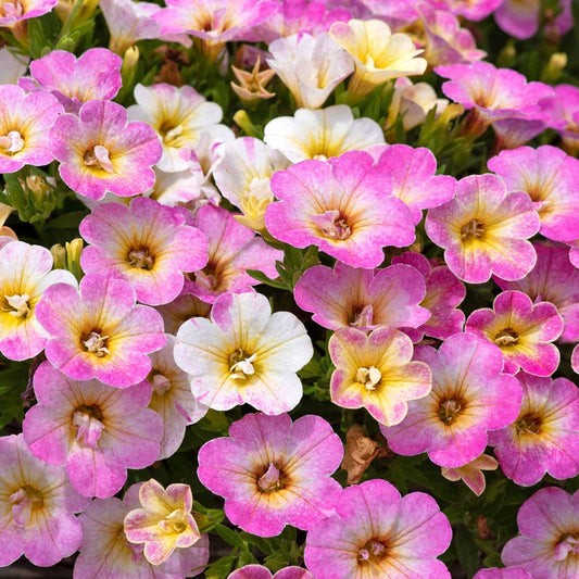 Calibrachoa MiniFamous 'Fancy Fancy' (Fancy Fancy Calibrachoa)