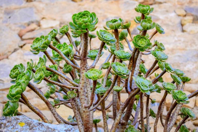 Aeonium arboreum (Green Tree Aeonium)