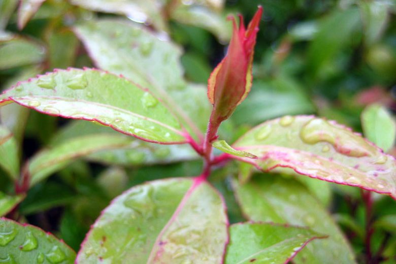 Xylosma Congestum (Shiny Xylosma)