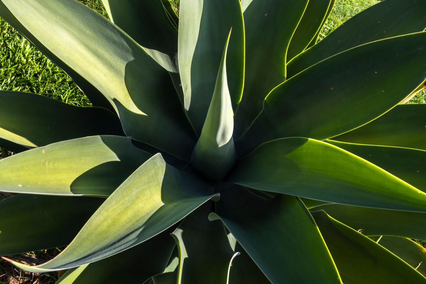 Agave Attenuata (Foxtail Agave)