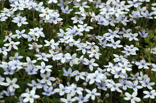 Pratia pedunculata (Blue Star Creeper)