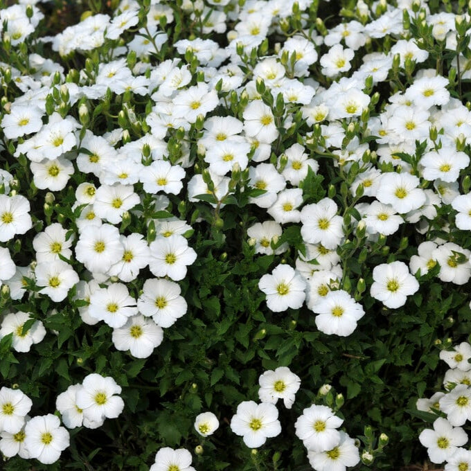 Arenaria montana (Mountain Sandwort)