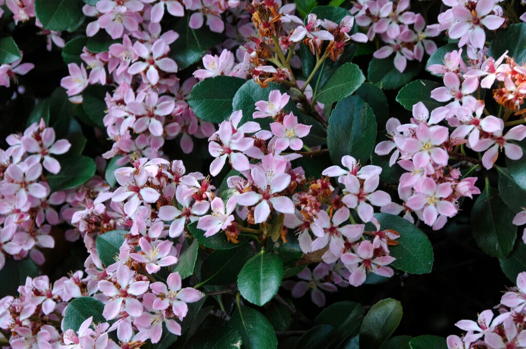 Rhaphiolepis indica (Indian Hawthorn)