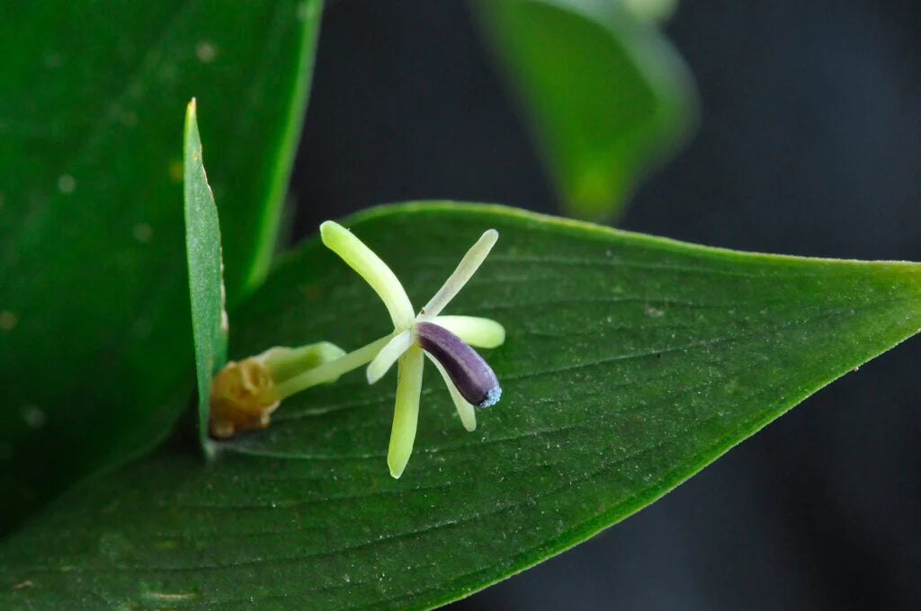 Ruscus hypoglossum (Spineless Butcher's Broom)
