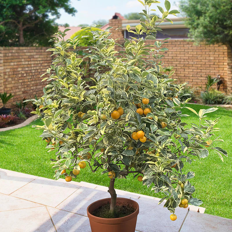 Citrus x microcarpa ‘Variegated’ (Calamondin Variegated)