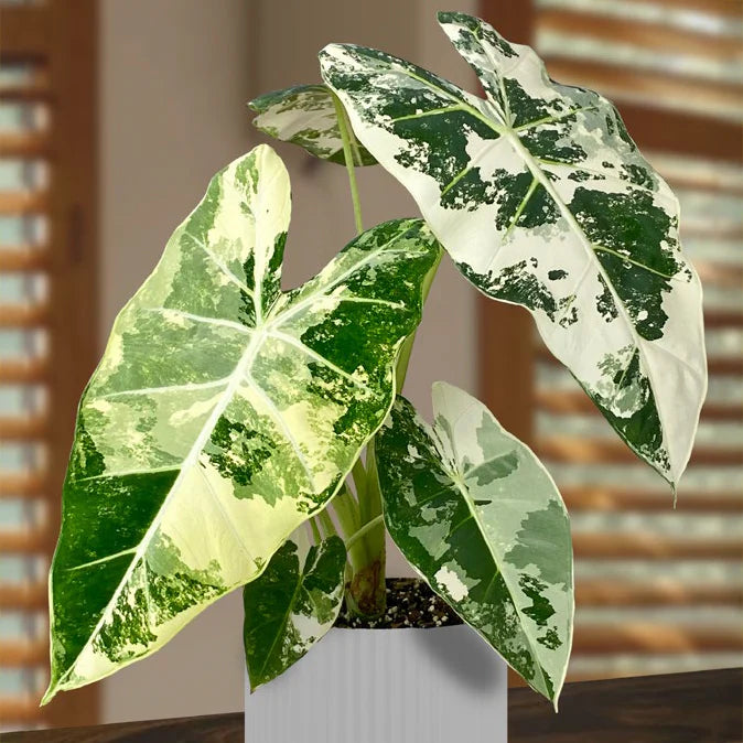 Alocasia micholitziana Frydek Variegata (Frydek Variegated)