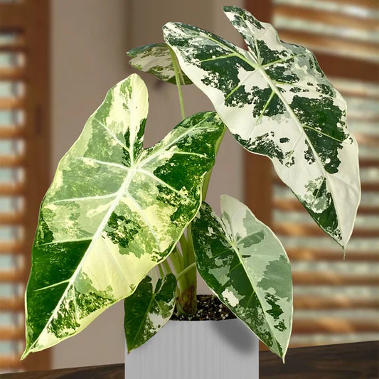 Alocasia micholitziana Frydek Variegata (Frydek Variegated)