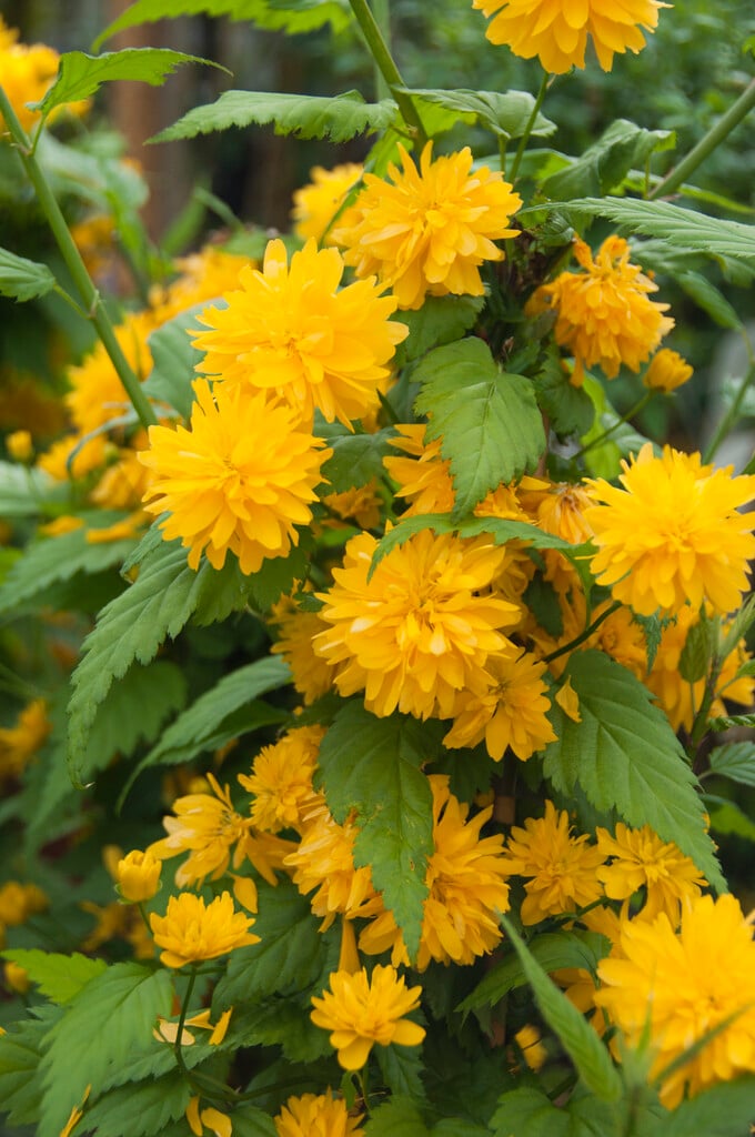 Kerria japonica (Japanese Kerria)