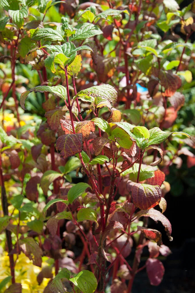 Cornus alba ‘Sibirica’ (Siberian Dogwood)