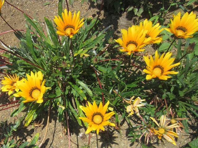 Gazania Rigens ‘Yellow’ (Yellow Gazania)