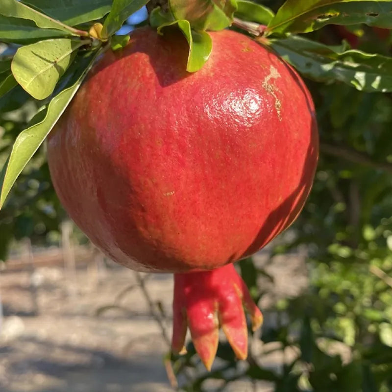 Punica Granatum (Pomegranate - Velles)