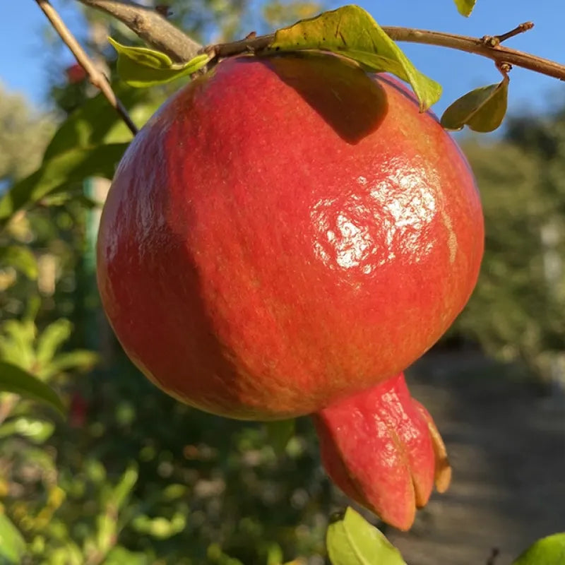Punica Granatum (Pomegranate - Velles)