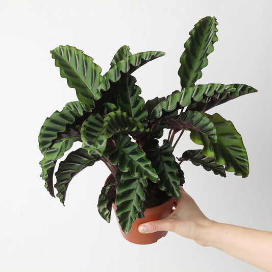 Goeppertia (Calathea) ‘Velvet Glory’
