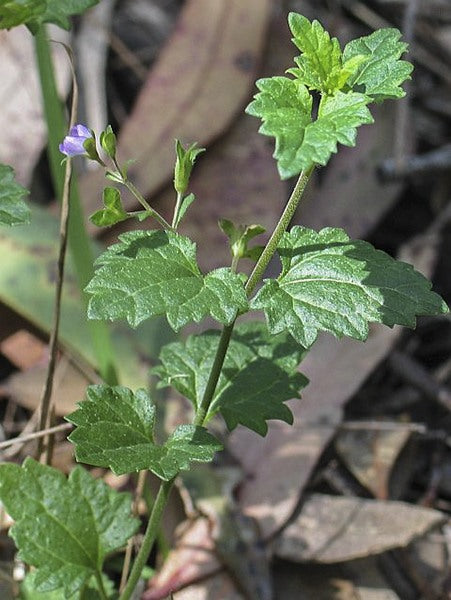 Veronica Plebeia (Trailing Speedwell / Creeping Speedwell)