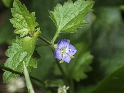 Veronica Plebeia (Trailing Speedwell / Creeping Speedwell)
