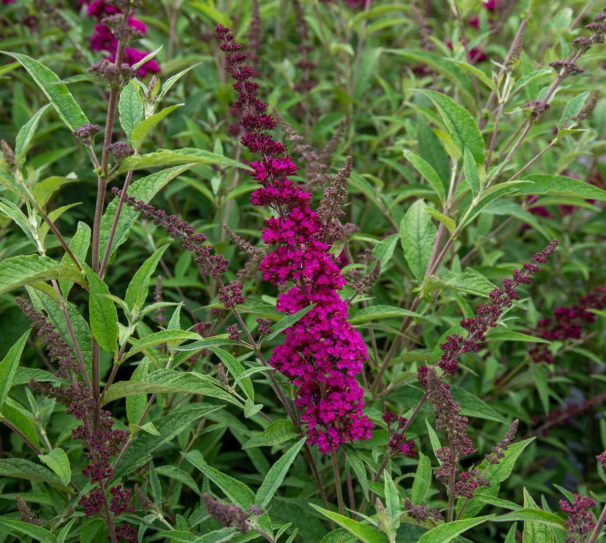 Buddleja davidii ‘Buzz® Velvet’ (Velvet Butterfly Bush)