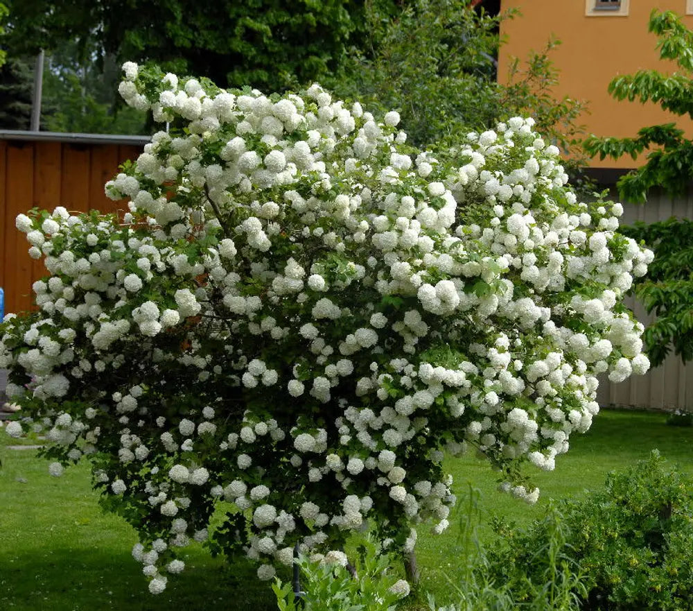 Viburnum Opulus 'Sterile' (Snowball Tree)