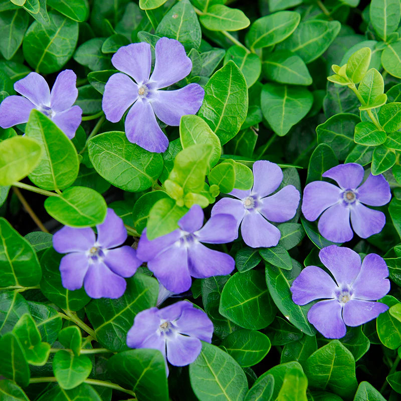 Vinca Minor (Blue Periwinkle)