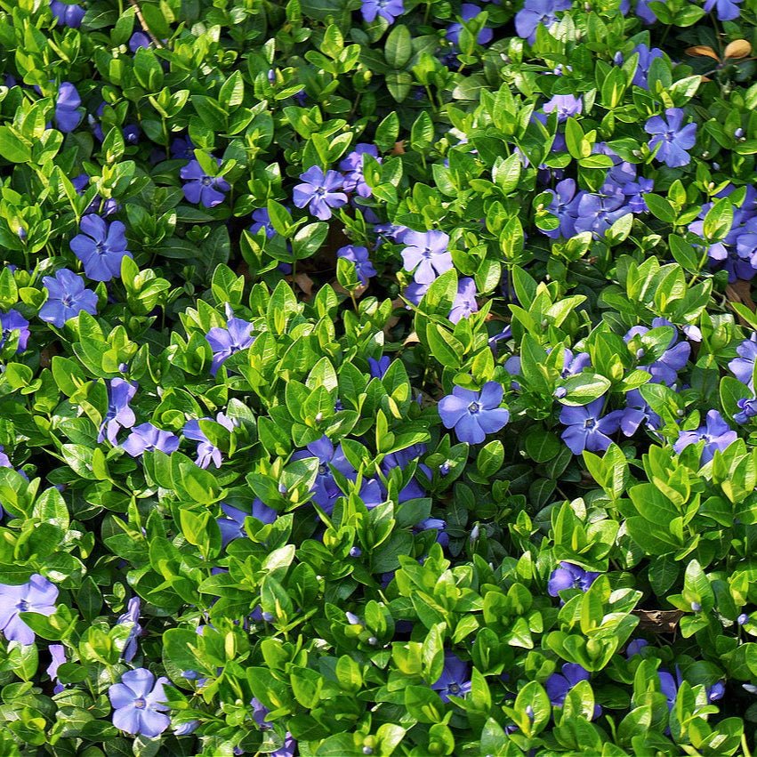 Vinca Minor (Blue Periwinkle)