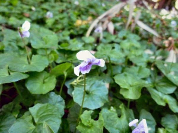 Viola Hederacea