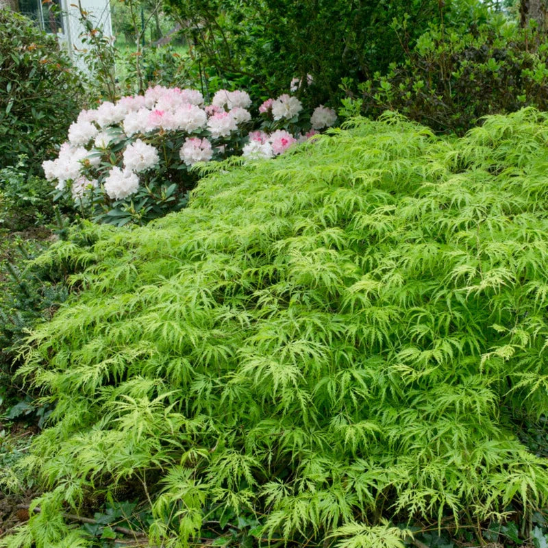 Acer Palmatum Dissectum (Green Japanese Maple Standard)