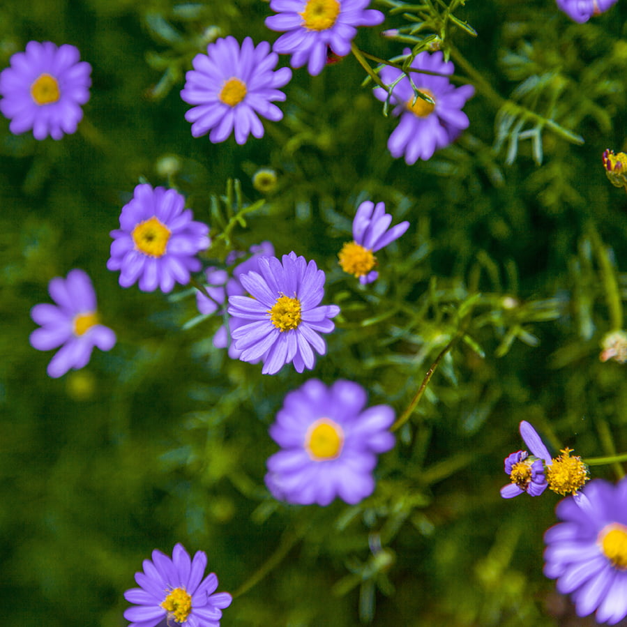 Cut-Leaf Daisy – Vibrant Native Blooms | Nursery Warehouse – Nursery ...