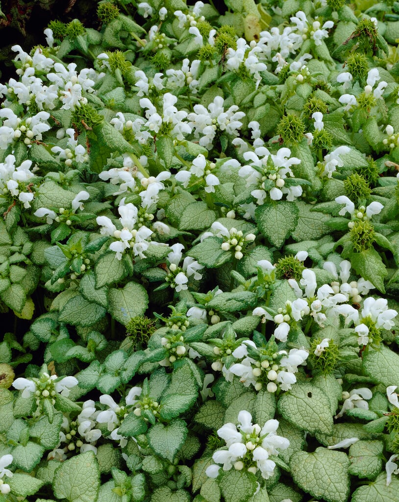 Lamium maculatum (White Nancy)
