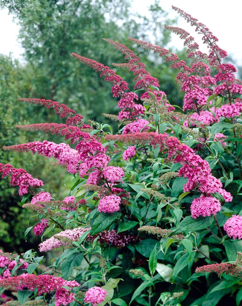 Buddleja davidii ‘Pink Delight’ (Butterfly Bush)