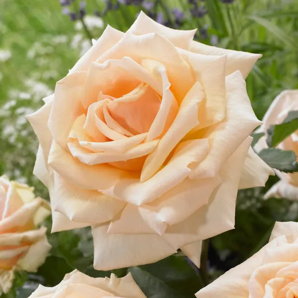 Rosa ‘Diamond Jubilee’ (Diamond Jubilee Hybrid Tea Rose)