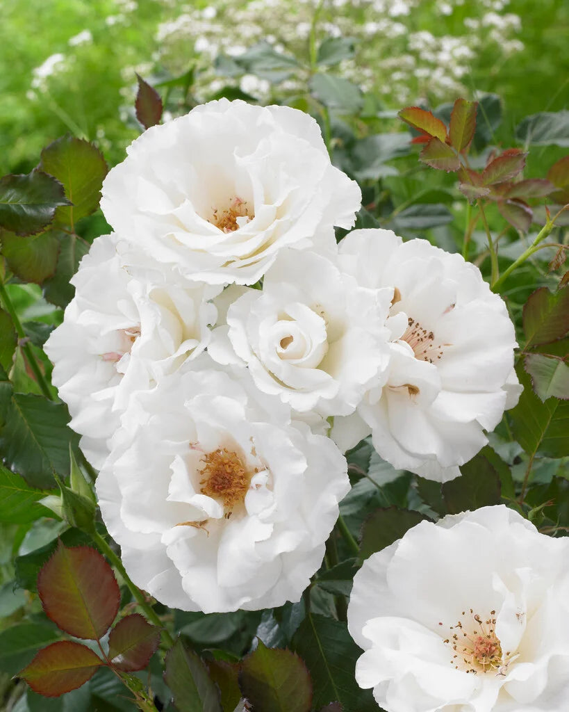 Rosa ‘Margaret Merril’ (Rose)