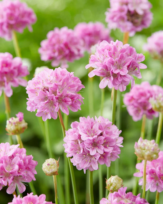 Armeria pseudarmeria (Ballerina Pink)
