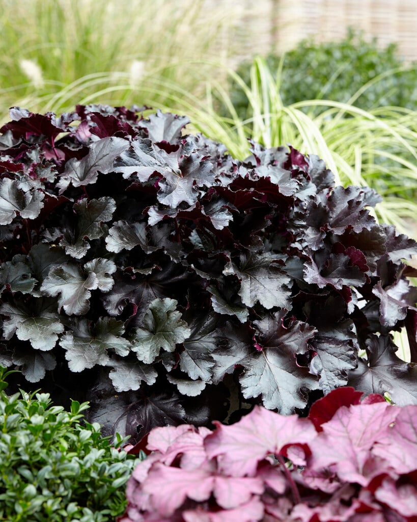 Heuchera ‘Black Pearl’ (Coral Bells)
