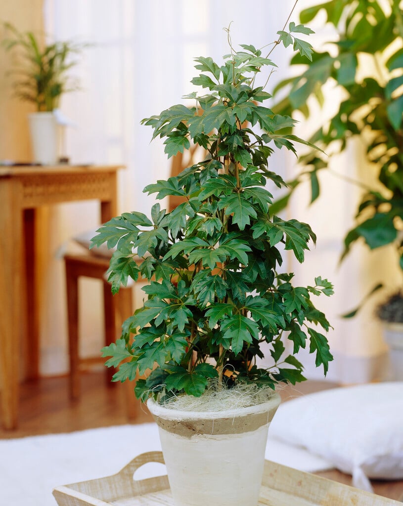 Cissus rhombifolia ‘Ellen Danica’ (Grape Ivy)