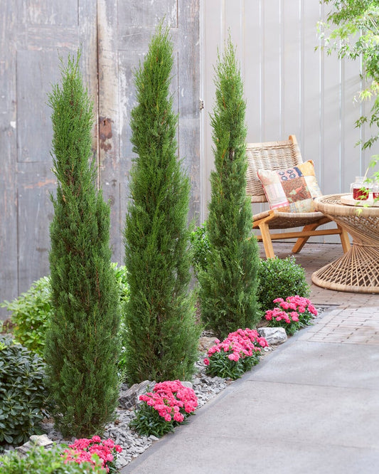 Cupressus sempervirens Stricta (Italian Cypress Stricta )