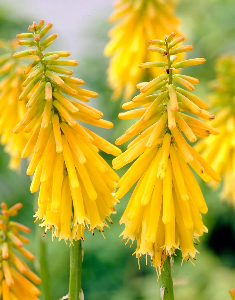 Kniphofia ‘Limelight’ – Red Hot Poker