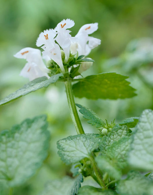 Lamium Maculatum 'White Nancy'