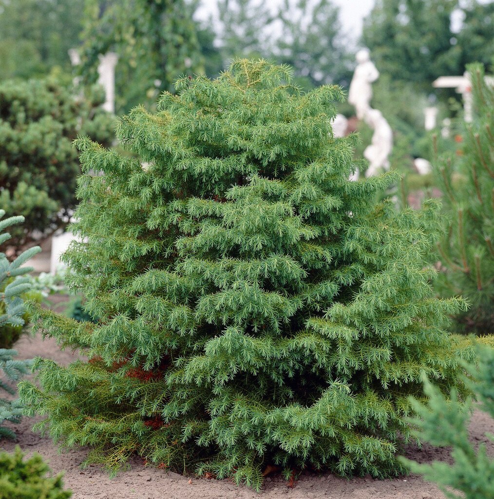 Cedrus deodara (Himalayan Cedar)