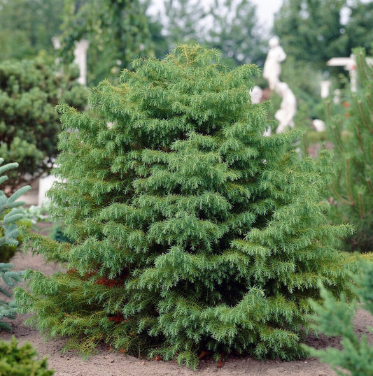 Cedrus deodara (Himalayan Cedar)