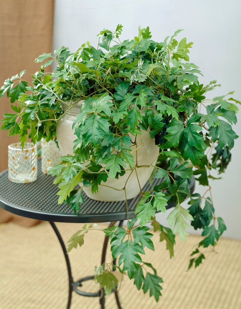 grape ivy indoor plant Grape Ivy – Elegant Indoor Climbing Plant