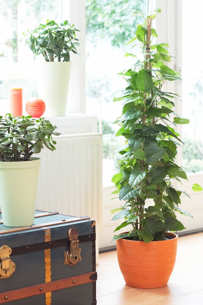 Cissus antarctica (Kangaroo Vine)