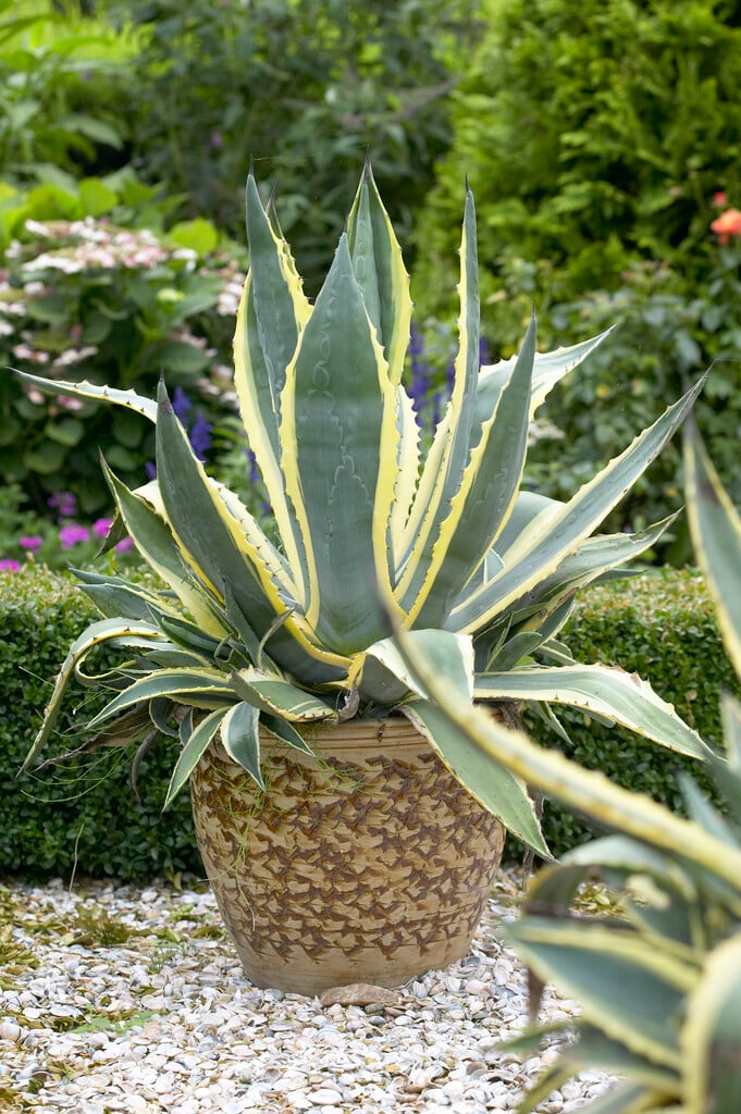Agave americana 'Marginata'
